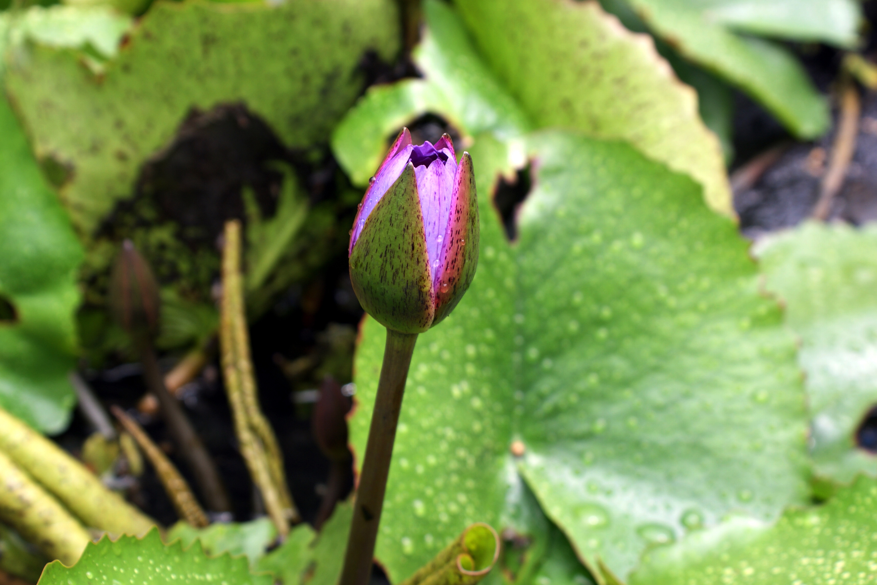 A close-up of a single purple tulip about to bloom