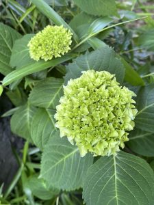 Close-up of two green hydrangea flower clusters surrounded by large, dark green leaves.