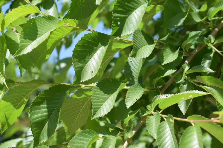 Mulberry leaves with holes nibbled by silkworms