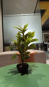 A potted variegated plant with green leaves speckled with yellow spots, sitting on a glossy green table in an indoor setting with modern decor in the background.
