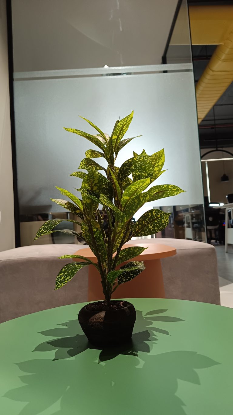 A potted variegated plant with green leaves speckled with yellow spots, sitting on a glossy green table in an indoor setting with modern decor in the background.