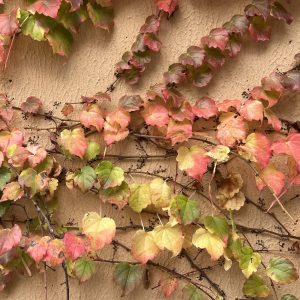 Ivy vine with leaves transitioning from green to shades of red and yellow