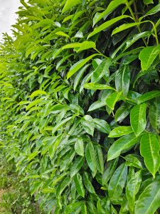  Thick greenish bushes as a housing fence. From Salzburg, Austria 