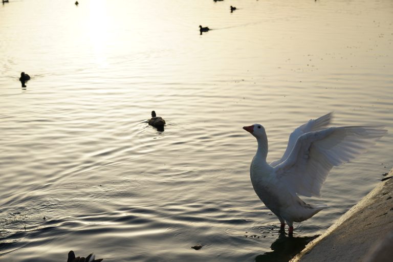 A white goose spreading its wings while standing in a lake at sunset, with ducks in the water in the background.