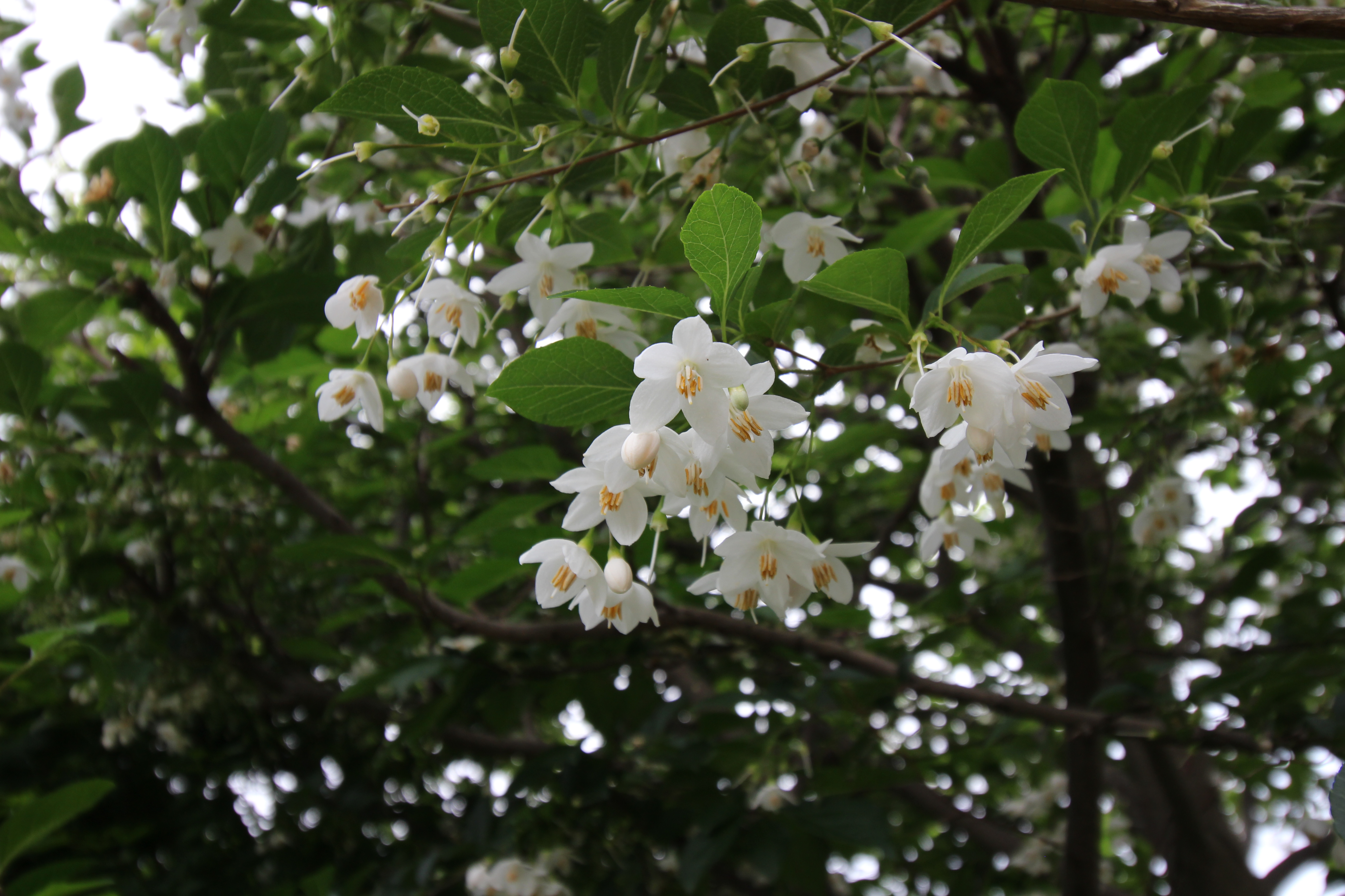 Japanese snowbell, Styrax japonica