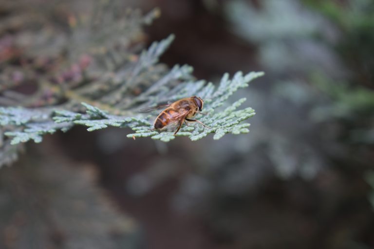 A bee resting on the green pine needle with a blurred background.