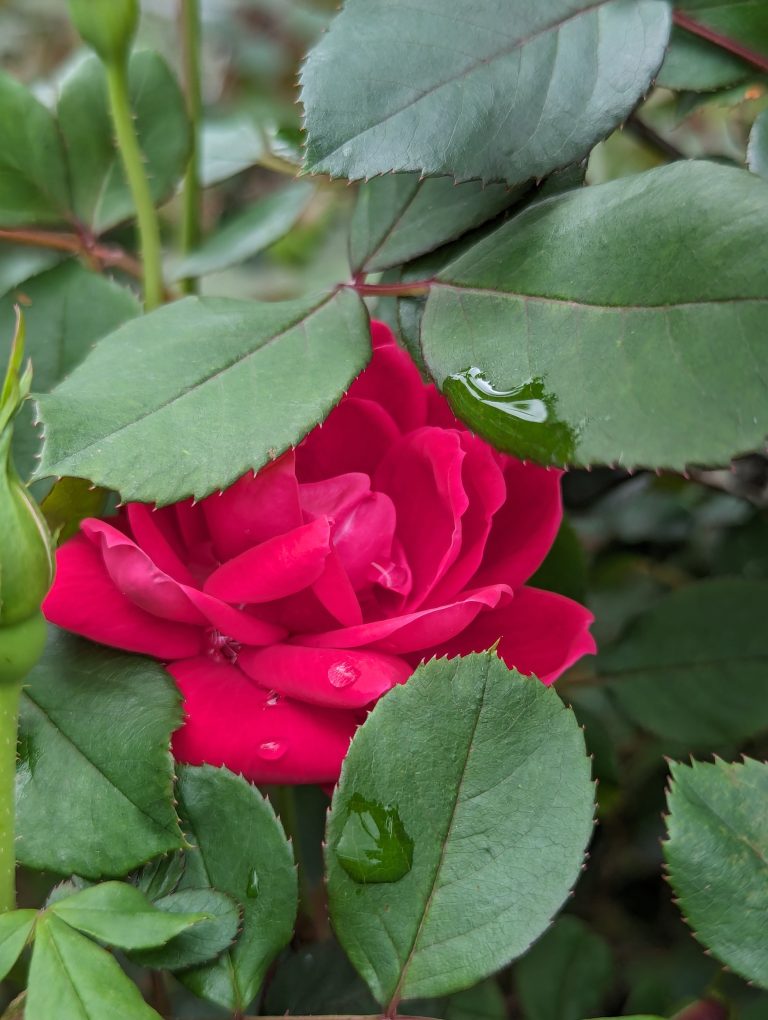 A red rose, hiding behind green leaves with water droplets on the petals and foliage.