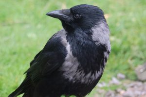 View larger photo: A close-up of a hooded crow standing with a green grassy background.