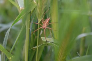 Close up of the brown spider in the green grass.