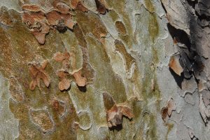 Tree bark 