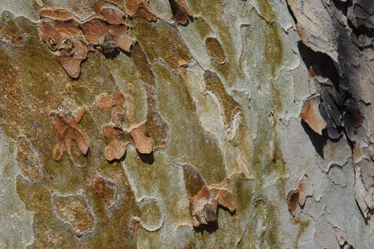 Tree bark