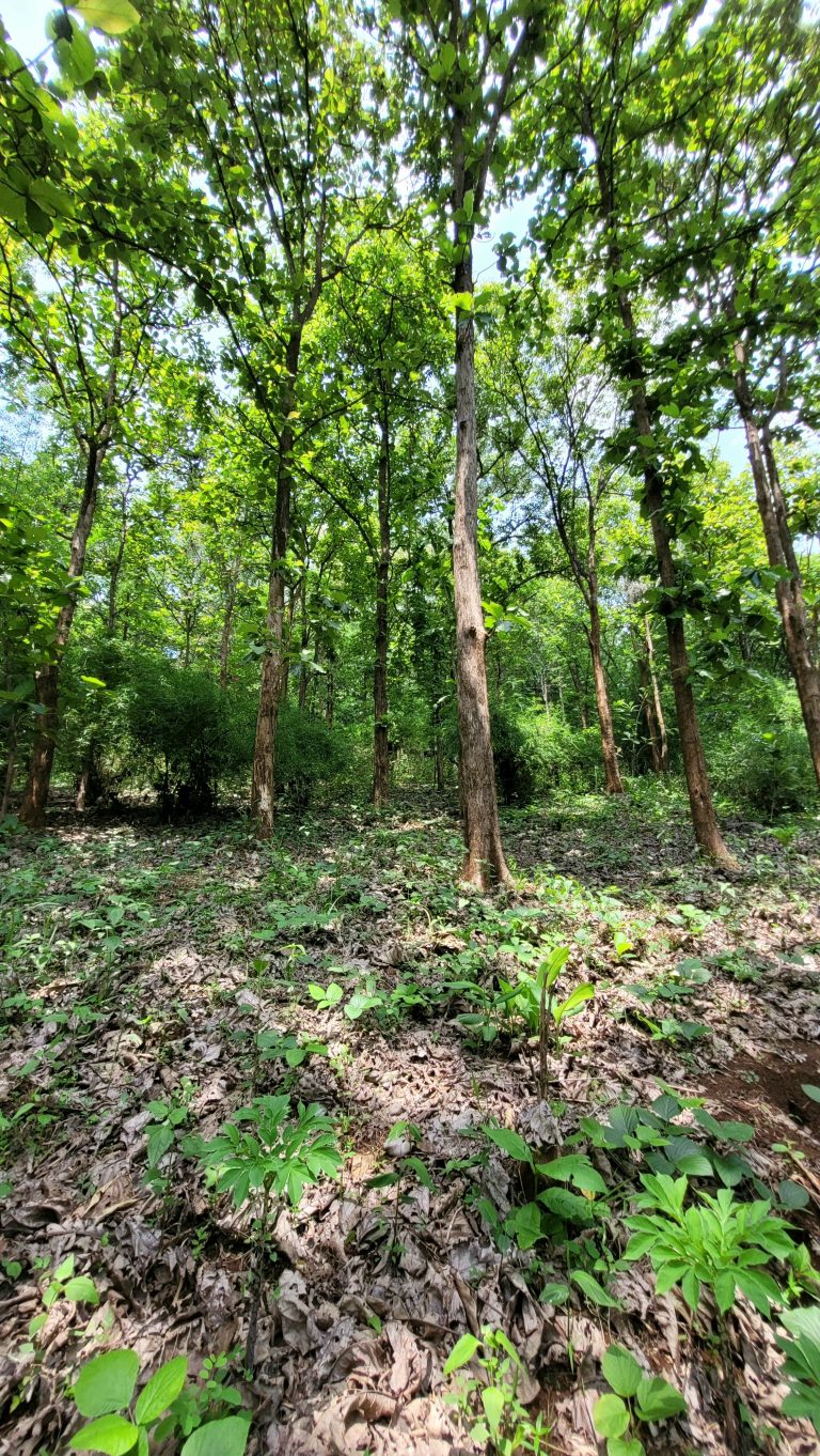 A lush forest with tall trees, sunlight filtering through the leaves, and a ground covered with dried leaves and various green plants.