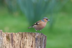 View larger photo: Male Chaffinch standing on the edge of a chopped log with a blurred green background.