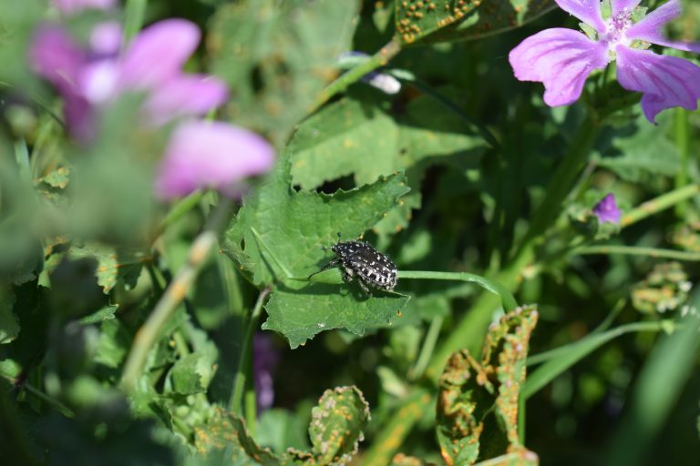 Black and white insect sitting on a green leaf.