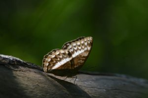 A brown and white butterfly with intricate wing patterns rests on a tree branch, with a blurred green background.