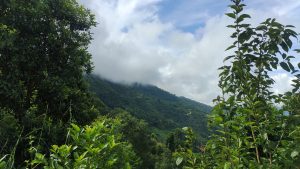 A lush, green landscape of trees and bushes with a mountain range in the background partially covered by clouds.