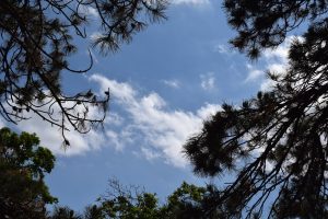 Blue sky with the trees around. 