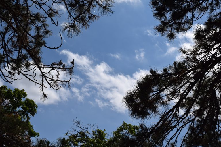 Blue sky with the trees around.