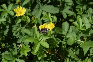 
A close-up of a Moth with black and white markings resting on a yellow flower, surrounded by green foliage under bright sunlight.