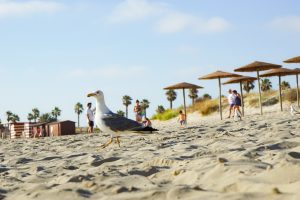 Seagull looking for food on the beach with non-recognizable people at the back