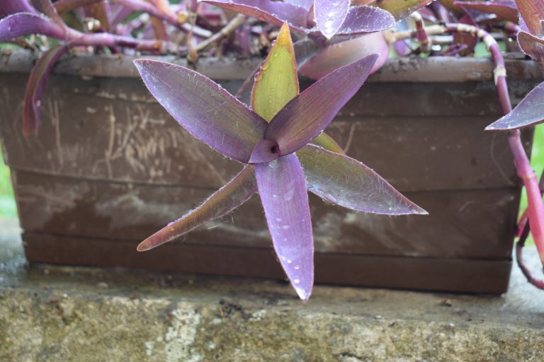 Purple heart plant (Tradescantia pallida) with dewdrops on its leaves