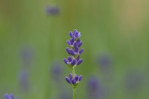 Close-up of an inflorescence of a lavender flower (bot.: Lavandula officinalis) against a green background.