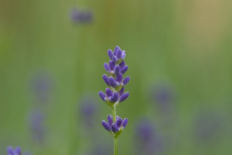 Close-up of an inflorescence of a lavender flower (bot.: Lavandula officinalis) against a green background.