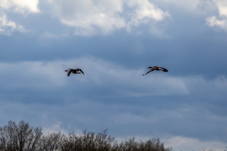 Two greylag geese in flight, with a cloudy sky and treetops in the background