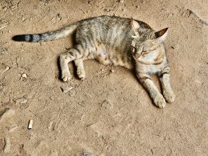 A cat in a resting position. From Perumanna, Kozhikode, Kerala. 