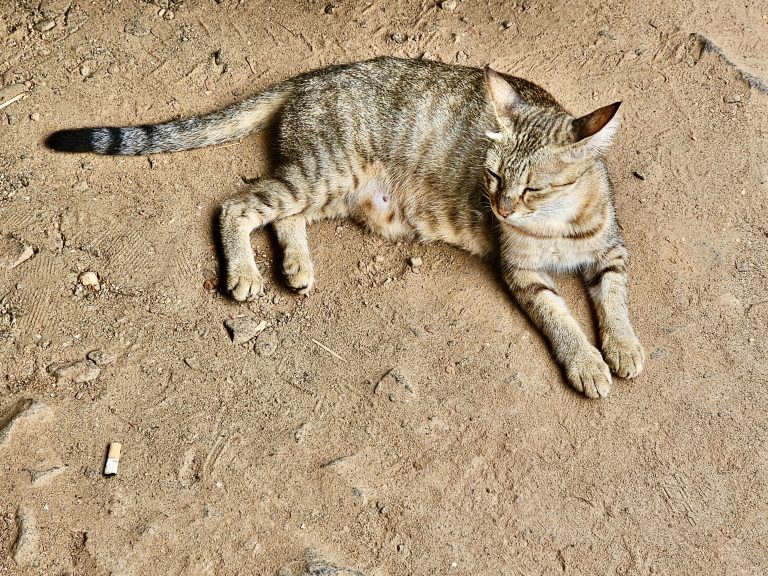 A cat in a resting position. From Perumanna, Kozhikode, Kerala.