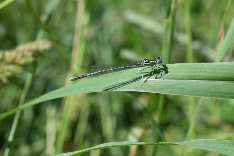 A close-up photograph of a blue and black damselfly perched on a green leaf.