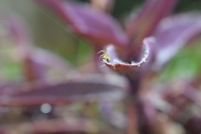 A small spider on the curled edge of a leaf with a bokeh background of purple and green foliage.