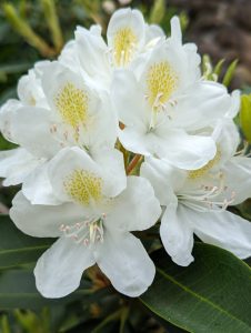 Several white flowers that have yellow spots in petal above the stamens which are white with yellow flare 