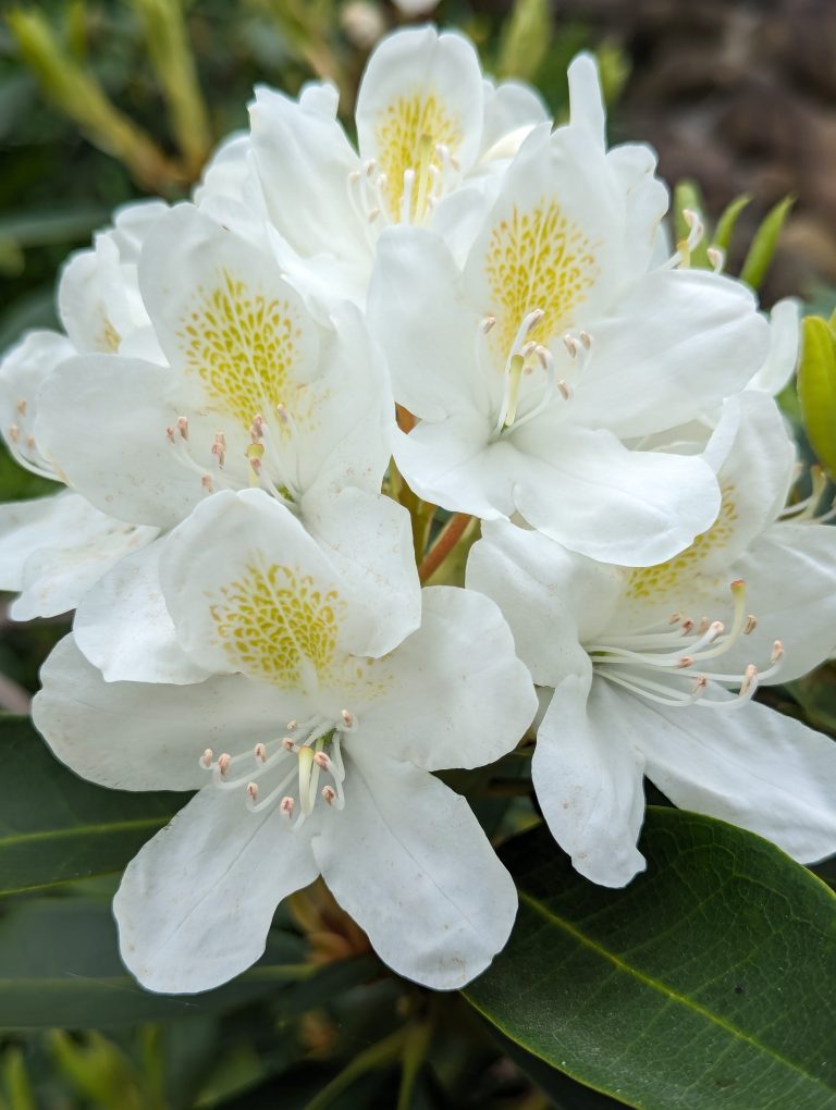 Several white flowers that have yellow spots in petal above the stamens which are white with yellow flare