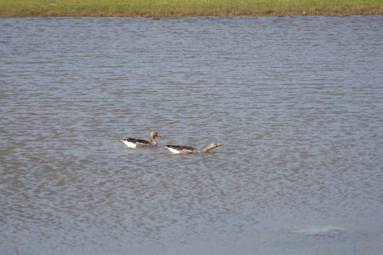 Two Greylag geese swimming in the water with some grassland in the background