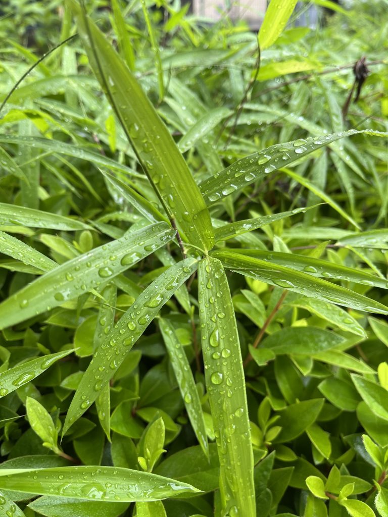 Close-up of green leaves with water droplets on them