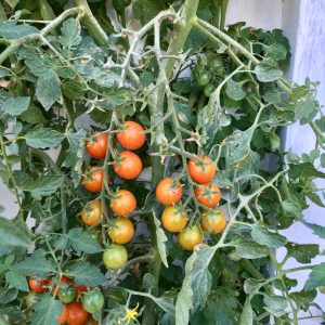 Cherry tomato plant with several clusters of small tomatoes at various times of maturity and color.