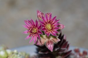 The flowers of a houseleek (hen and chicken, bot.: Sempervivum), purple petals and clearly visible details of the flower.
