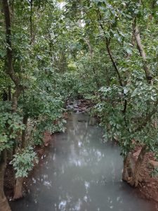 A serene forest scene featuring a small, calm stream surrounded by dense greenery. Tall trees with lush foliage line the banks, their reflections visible in the water.
