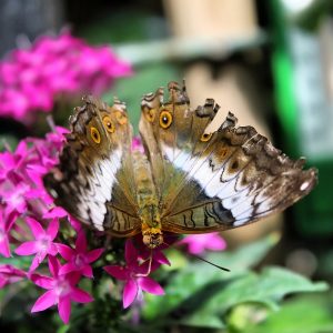 A butterfly with worn brown, white, and orange patterned wings is perched on vibrant pink flowers.