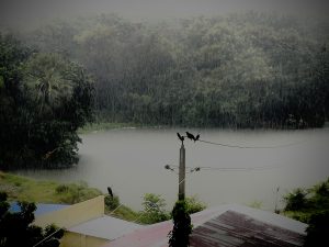 View larger photo: A group of crows on an electrical line and post over s a building next to a pond. It's raining.