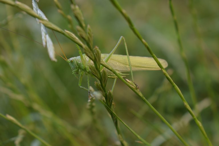 Green grasshopper standing on the leaves with a blurred background.