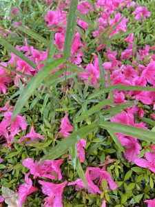 Wet azalea flowers mixed with other plants.