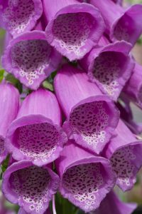 Portrait of a foxglove (bot.: Digitalis purpurea) in full bloom, bright colors with precise details of the flowers.
