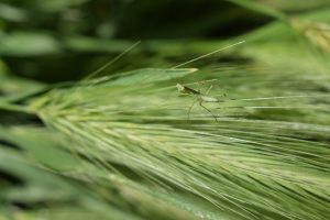 A green mantis peacefully resting on the grass.