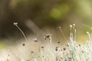 Bee hovering over wildflowers in a sunlit grassy field. The background is softly blurred, highlighting the bee and surrounding plants.
