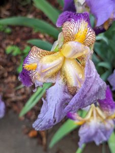 View larger photo: Close up of a wet iris flower. Blue-pink outside, yellow and white center 