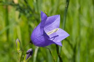 A close-up of a purple bell-shaped flower with a blurred green background.