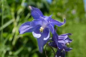 A close-up of a vibrant blue columbine flower (Aquilegia) with multiple blooms, showing detailed petals and stamens