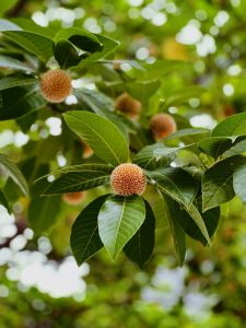 A Kadam Flower tree with lush green leaves 